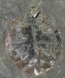 Incredibly Rare Eocene Turtle (Alleochelys) - Messel Shales #38936-1